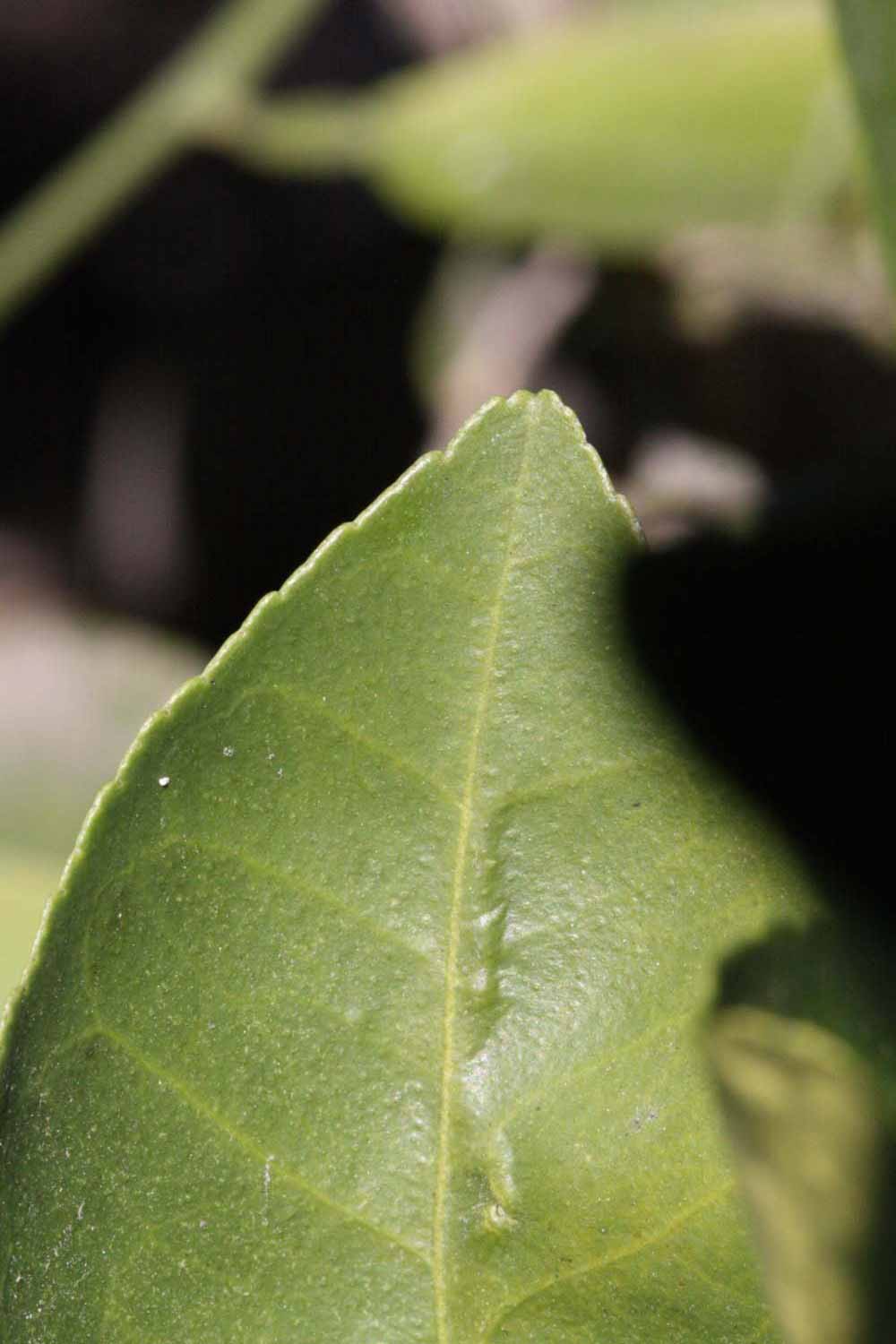              Margin (Palmer, Riverside, CA)       